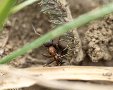 Formica rufibarbis photo 77