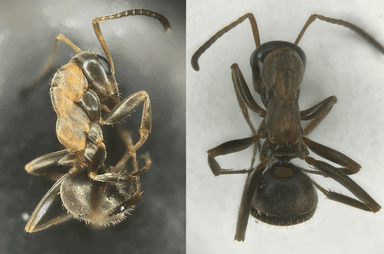 Formica rufibarbis — worker photo 82