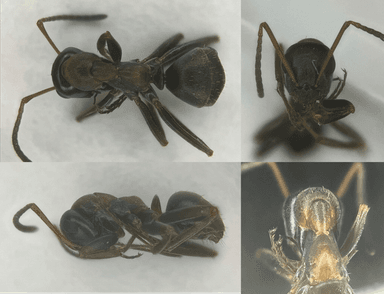 Formica rufibarbis — worker photo 83