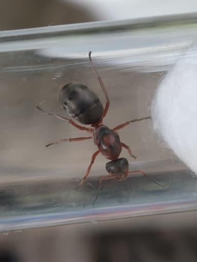 Formica rufibarbis photo 85