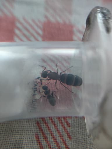 Formica rufibarbis photo 86