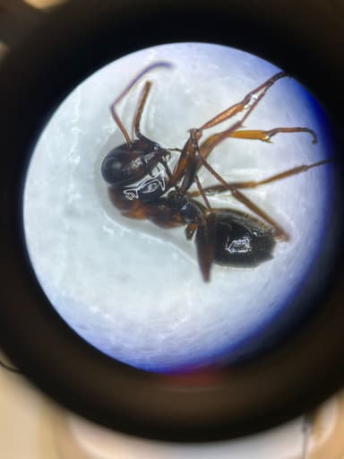 Formica rufibarbis photo 87