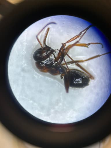 Formica rufibarbis photo 88