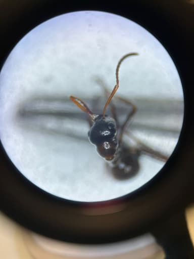 Formica rufibarbis photo 89