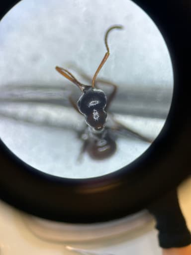 Formica rufibarbis photo 90