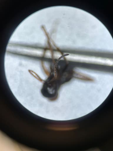 Formica rufibarbis photo 92