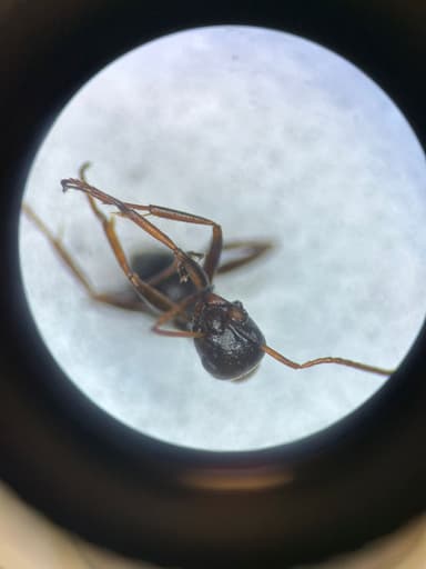 Formica rufibarbis photo 93
