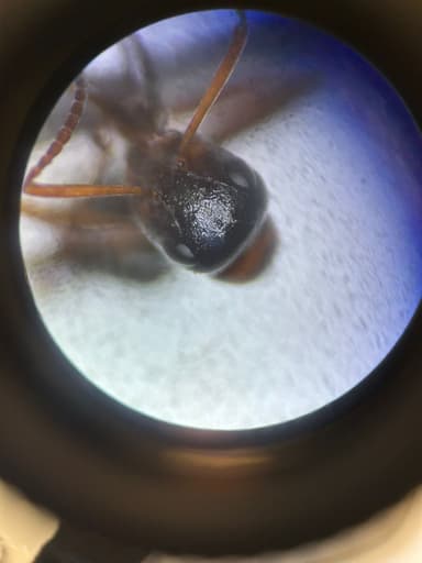 Formica rufibarbis photo 94