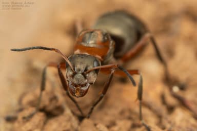 Formica rufibarbis photo 95