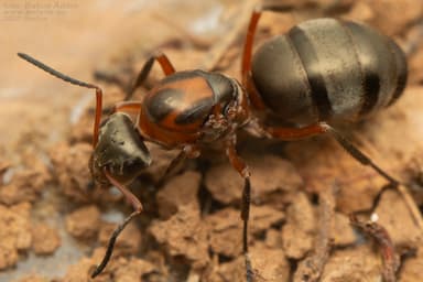 Formica rufibarbis photo 96