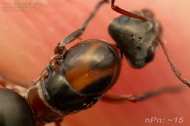 Formica rufibarbis photo 97