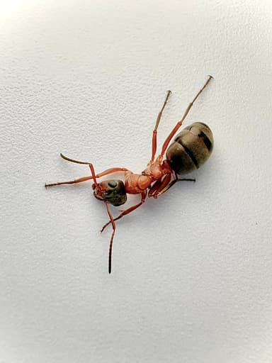 Formica rufibarbis — worker photo 98