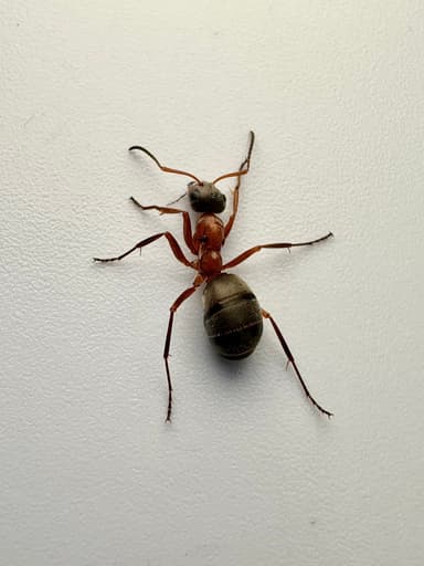 Formica rufibarbis — worker photo 99