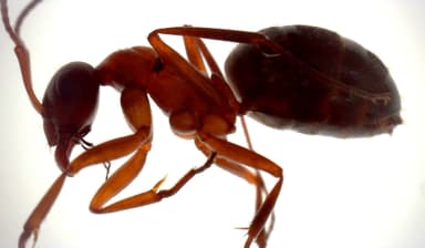 Formica rufibarbis — worker photo 100
