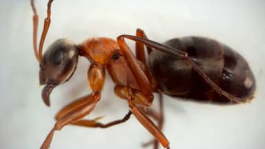 Formica rufibarbis — worker photo 101