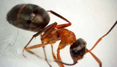 Formica rufibarbis — worker photo 102