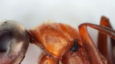 Formica rufibarbis — worker photo 104