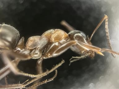 Formica rufibarbis — worker photo 105