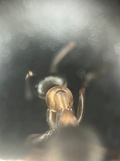 Formica rufibarbis — worker photo 106