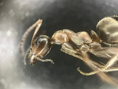 Formica rufibarbis — worker photo 107