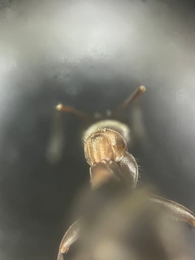 Formica rufibarbis — worker photo 108