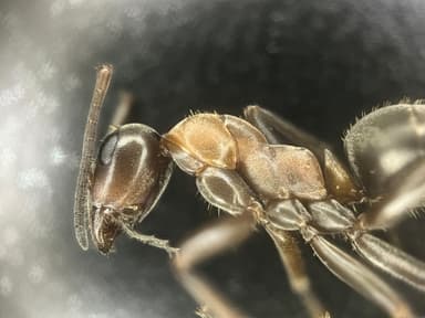 Formica rufibarbis — worker photo 109