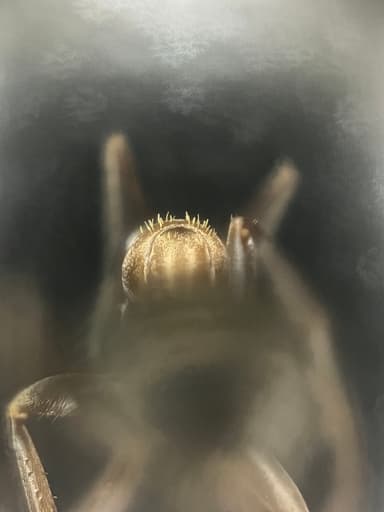 Formica rufibarbis — worker photo 110