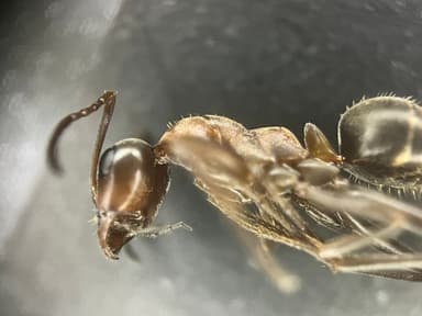 Formica rufibarbis — worker photo 111