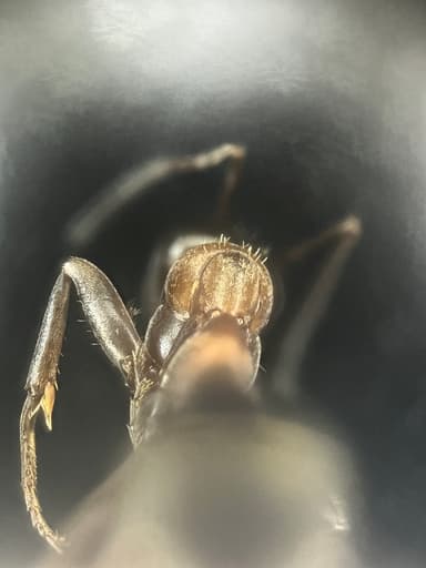 Formica rufibarbis — worker photo 112