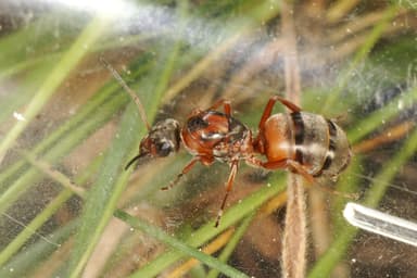 Formica rufibarbis — queen photo 5