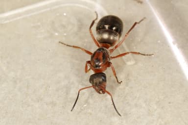 Formica rufibarbis — queen photo 6