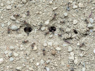 Formica rufibarbis photo 7