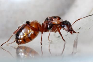 Formica rufibarbis — queen photo 8