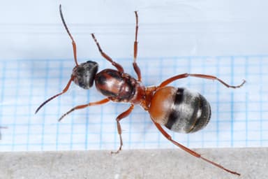 Formica rufibarbis — queen photo 9
