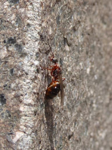Formica rufibarbis — queen photo 10