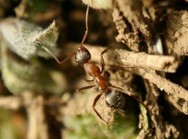 Formica rufibarbis photo 11