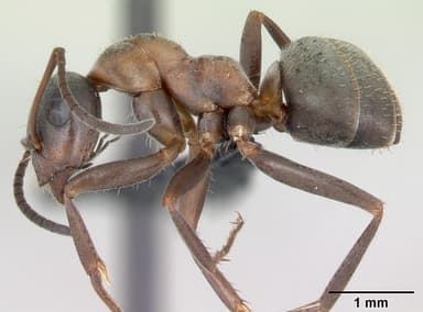 Formica rufibarbis — queen photo 12