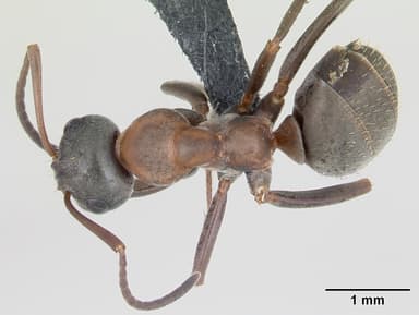 Formica rufibarbis — queen photo 13
