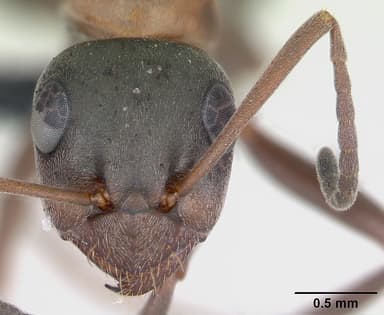 Formica rufibarbis — queen photo 15