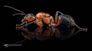 Formica sanguinea photo 1