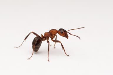 Formica sanguinea photo 122