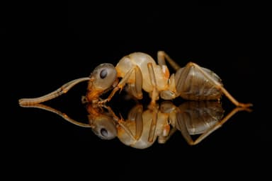 Formica sanguinea — queen photo 127