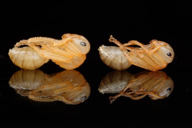 Formica sanguinea — queen photo 128