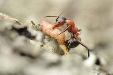 Formica sanguinea photo 129