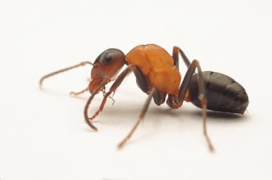Formica sanguinea photo 130
