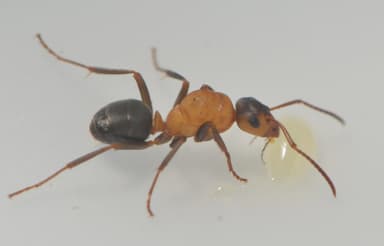 Formica sanguinea — queen photo 23