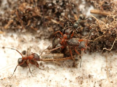 Formica sanguinea — queen photo 24
