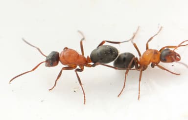 Formica sanguinea — worker photo 25