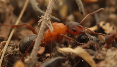 Formica sanguinea — queen photo 26