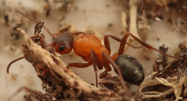 Formica sanguinea — queen photo 27